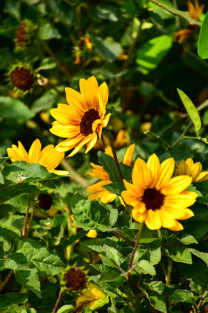 Sunflowers with green grass in the garden. Yellow sunflowers in the rural with sunlight. Flower and...