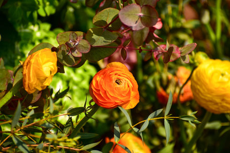 Close-up of Ranunculus asiaticus in the garden. Yellow and orange Ranunculus asiaticus flowers in...