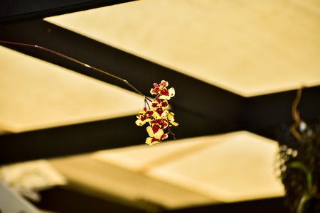 Close-up of the orchid under the light. Yellow orchid flowers in indoors. Flower and plant.の写真素材