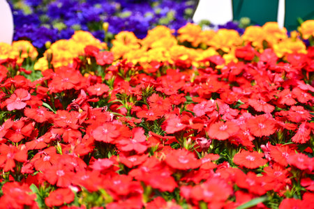 Close-up of red Dianthus flowers sea in the garden. Full of red flowers background. Beautiful flower...