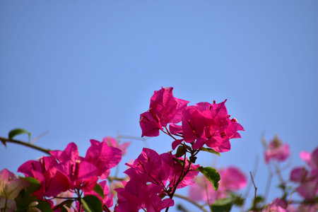 Close-up of pink Bougainvillea in street. Beautiful colorful mediterranean plant. Tropical flowers...