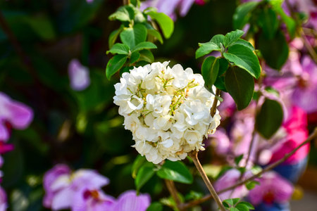 White hydrangea flower under sunlight in the garden. Oakleaf Hydrangea in the park. Beautiful flower background. Flower and plant.の写真素材