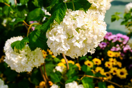 White hydrangea flower under sunlight in the garden. Oakleaf Hydrangea in the park. Beautiful flower...