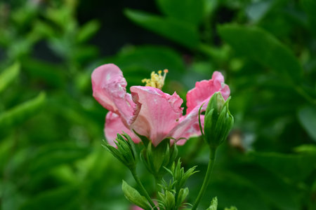 Close-up of Hibiscus flowers in the garden. Pink and red hibiscus flowers with green leaves in...