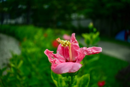 Close-up of Hibiscus flowers in the garden. Pink hibiscus flowers with green leaves in rural. Flower...