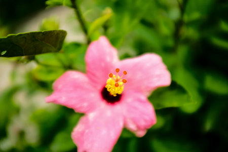 Close-up of Hibiscus flowers in the garden. Pink and red hibiscus flowers with green leaves in...