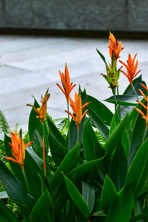 Close-up of Beautiful heliconia or bird of paradise tropic flower in the street. Orange flowers in...