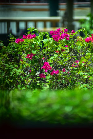 Close-up of pink Bougainvillea decorative bush in a garden near the coast. Looking from the window, pink bougainvillea flowers in garden with sunlight. Flower and plant.の写真素材