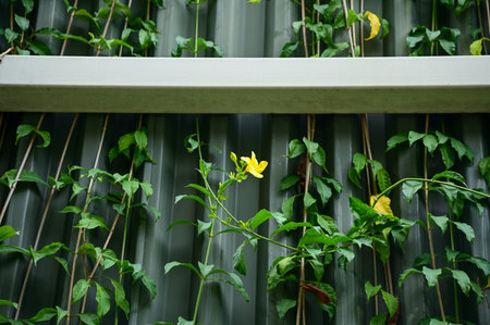 Yellow wild flowers in garden. Yellow flowers in the street. Nature scene. Flower and plant.