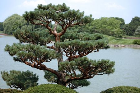 Asian evergreen in lake settingの写真素材