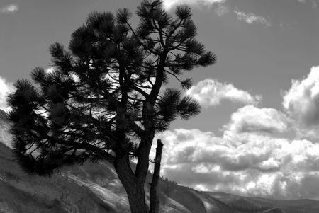 Black and white image of lone pine against a mountain background in Yosemite National Parkの写真素材