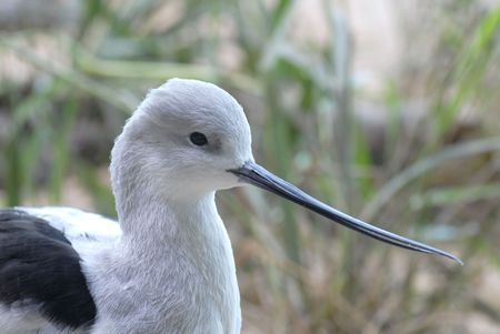 Close up of the head of an American Avocet birdの写真素材