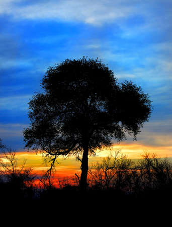 South African sunset in the Kruger Game Preserve showcasing the silhouette of a tree and the brush around itの写真素材