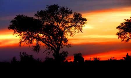 Safari vehicle traveling down a road at sunset between two silhouetted trees and the sun giving off a warm glowの写真素材