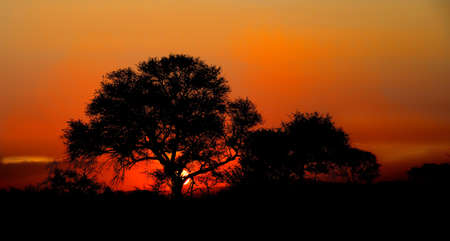 Sunset in Krugar National Park showing the silhouette of a Marula tree.の写真素材