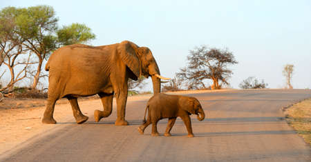 Mother and baby elephant walking across a road in the warm afternoon sun in Kruger National Park in South Africa.の写真素材