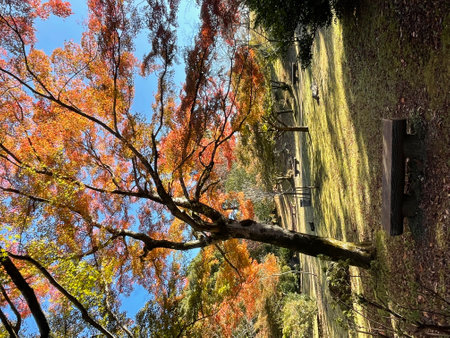 Arashiyama autumn season in Kyoto Japan. Foliageの写真素材
