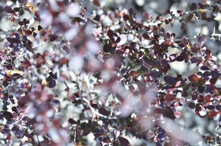 forest of small black and red leavesの写真素材