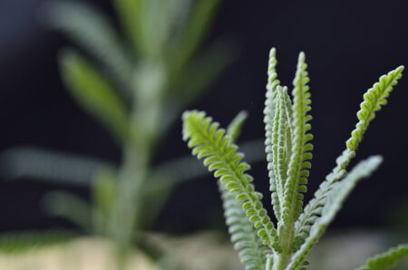 wild fern on river bankの写真素材
