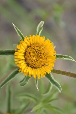 yellow daisy in the form of sunの写真素材