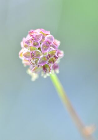 flower with petals in the form of butterflies attached with light backgroundの写真素材