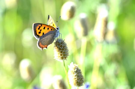 butterfly on thick spike and wheat color backgroundの写真素材
