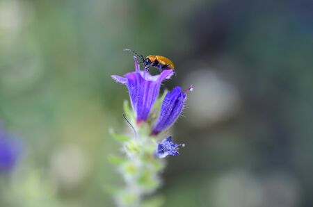 orange beetle on violet bellの写真素材