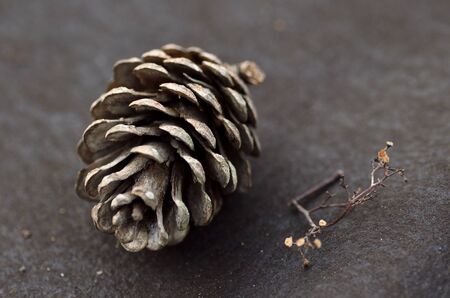 aged pineapple in background of the same colorの写真素材