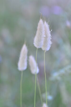 four light colored forest feathersの写真素材