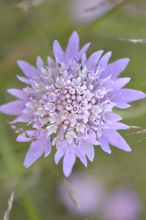 light violet flower on green backgroundの写真素材