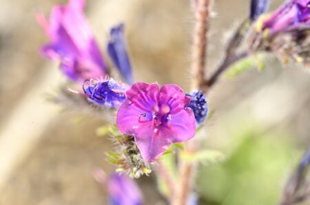 blue and pink flower on brown backgroundの写真素材