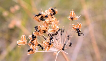 ants collecting the seedsの写真素材
