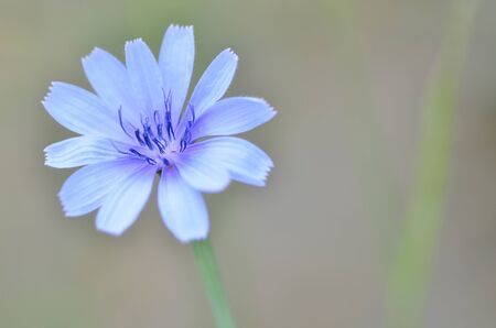 blue fennel flower on its branch in pastel backgroundの写真素材