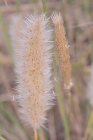 plant in the form of ocher colored downの写真素材