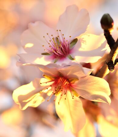 reproductive organs of the almond tree at sunsetの写真素材