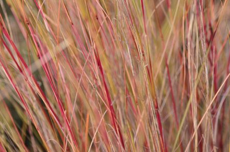 field of wild ears with pink and golden tonesの写真素材