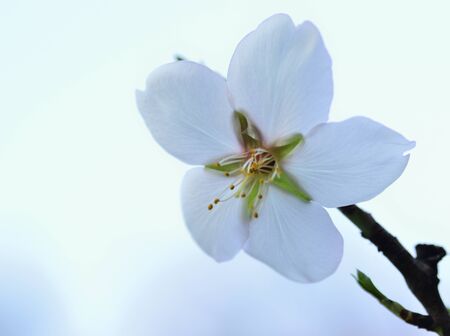 reproductive organs of the almond tree at sunsetの写真素材