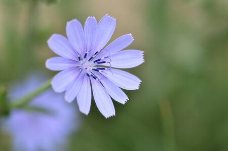 blue fennel flower on its branch in pastel backgroundの写真素材
