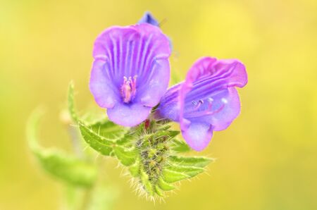 flowers with violet-colored megaphone shape on golden backgroundの写真素材