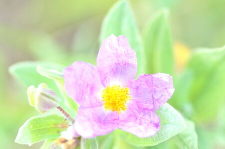pink flower with wrinkled petals, yellow center and green backgroundの写真素材