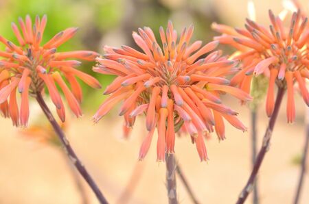 flowers in the shape of tiny salmon-colored palmsの写真素材