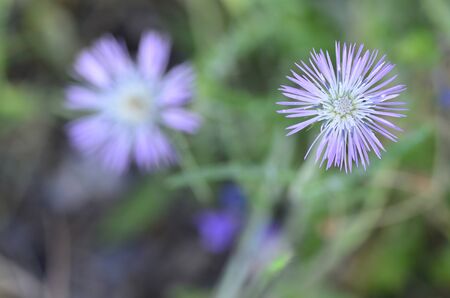 couple of dandelions on green backgroundの写真素材