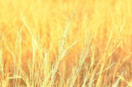 field of wild ears with pink and golden tonesの写真素材