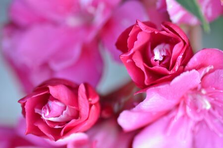 two rose buds between petals of the same colorsの写真素材