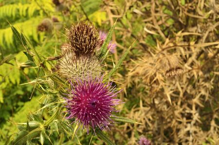 wild thistle flower illuminated by the sunの写真素材