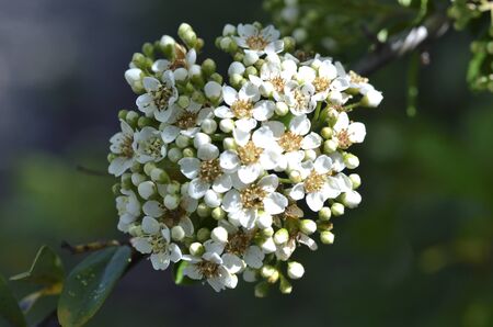natural bouquet of white flowersの写真素材