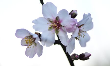reproductive organs of the almond tree at sunsetの写真素材
