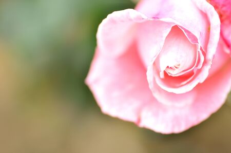 pink rose and soft backgroundの写真素材