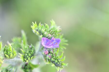 violet wildflower flower plantの写真素材