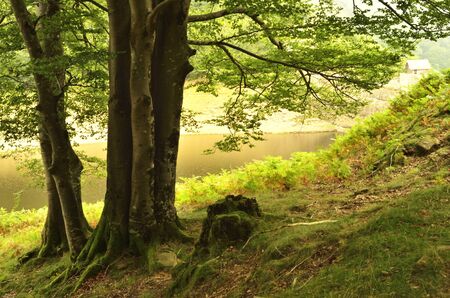 forest surrounding the marsh wallの写真素材